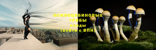 шишки Арсеньев